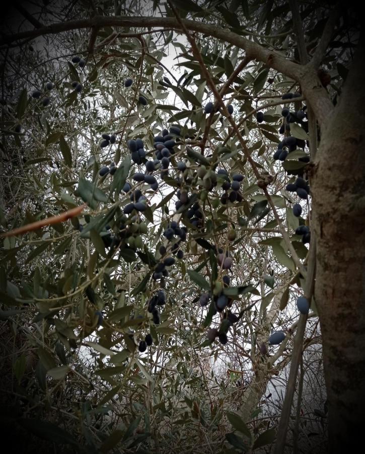 La Petraia Villa Magliano ภายนอก รูปภาพ
