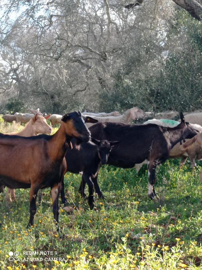 La Petraia Villa Magliano ภายนอก รูปภาพ